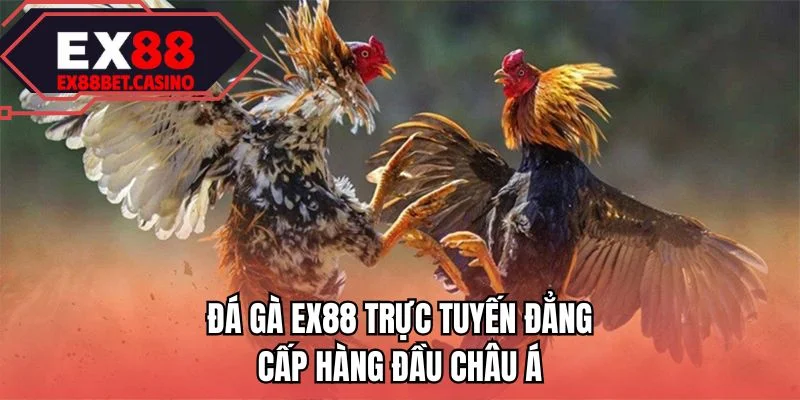Đá gà EX88 trực tuyến đẳng cấp hàng đầu châu Á