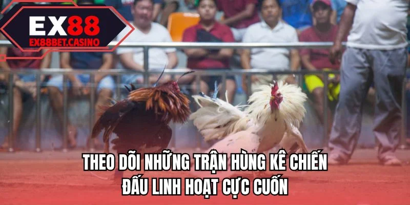 Theo dõi những trận hùng kê chiến đấu linh hoạt cực cuốn